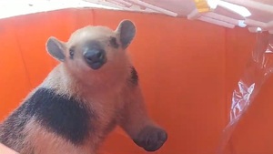 Rescataron a oso melero en una vivienda en Costa San Antonio