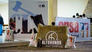 Altohondo y CLS Ganadera ofrecen toros y hembras Brangus colorado, este viernes