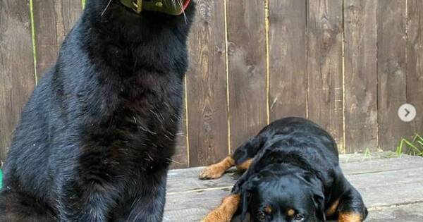 La Nación / Viral: la pantera Luna creció junto a rottweiler y ahora conquista las redes