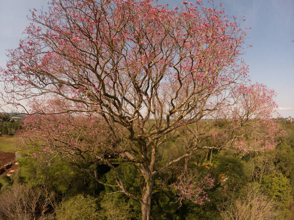 Un tajy rosa fue elegido el árbol más grande del país