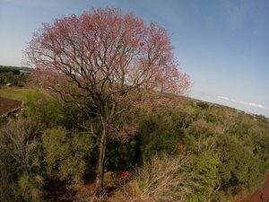 Diario HOY | Un lapacho rosado se consagra como el árbol más grande del Paraguay