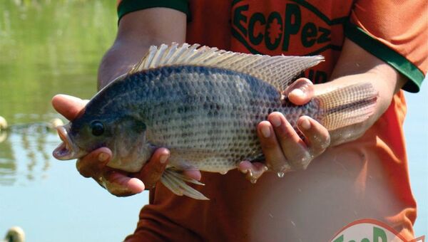 EcoPez es pionera en producción sostenible de tilapia en Paraguay (capaz de producir 250.000 kilos)