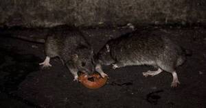La Nación / Alertan sobre rebrote de hantavirus en el Chaco