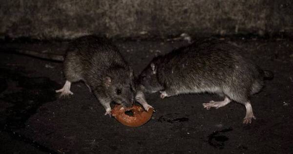 La Nación / Alertan sobre rebrote de hantavirus en el Chaco