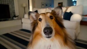 Debemos tener claro qué esperamos al incorporar una mascota a la familia - Mascotas - ABC Color
