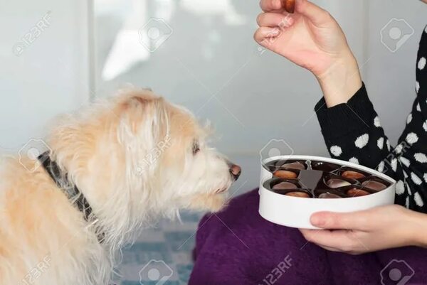 El chocolate es un alimento muy dañino para los perros - Mascotas - ABC Color