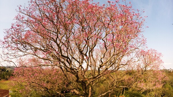 Un lapacho rosado de Bella Vista Sur es el nuevo coloso