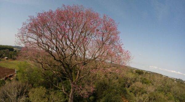 LAPACHO ROSADO DE ITAPÚA SE CONSAGRA COMO EL NUEVO COLOSO DEL PAÍS