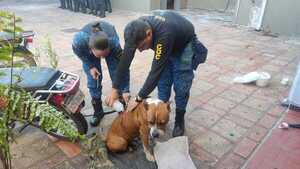 Abogado acuchilló a pitbull frente a comisaría