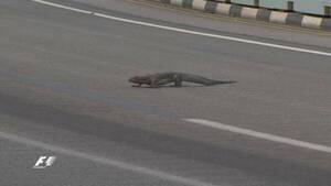 [VIDEO] “Godzilla tuvo un hijo” que se metió en los ensayos de la Fórmula 1