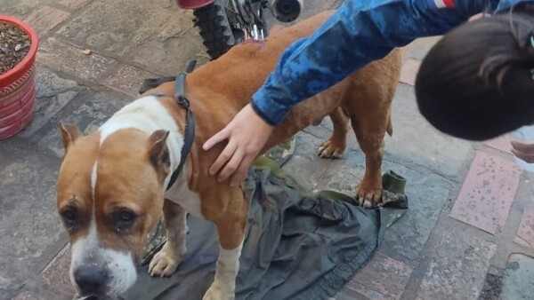 Detenido por apuñalar a un perro abandonado de Asunción