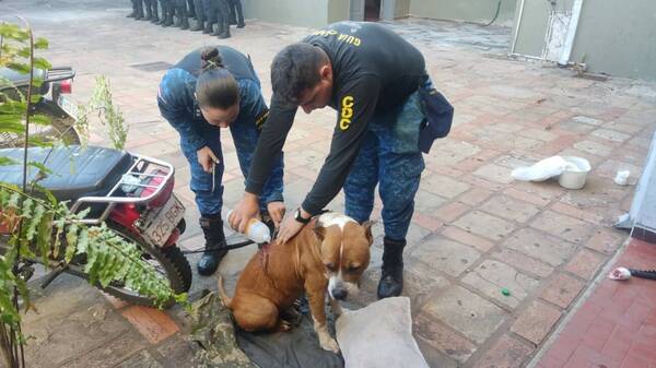 Crueldad: Karai acuchilló a un pitbull frente a una comisaría y fue apresado
