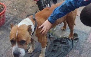 Hombre quedó detenido por apuñalar a un perro abandonado de Asunción – Prensa 5