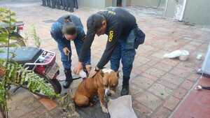 APREHENDEN A UN HOMBRE POR HERIR A UN CAN CON UN CHUCHILLO