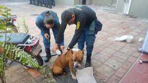 Crueldad hacia un pitbull: Aprehendieron al hombre que acuchilló a un perro en Sajonia - Megacadena