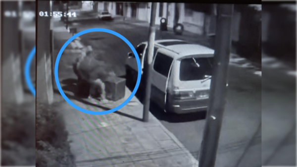 ¡Faltó más pucherazo! Quisieron robar caja fuerte de 700 kilos, pero no pudieron alzarla a su camio