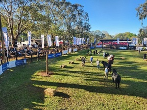 Expo Misiones: un jueves frío, con mucho público y los primeros Grandes Campeones