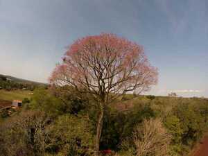 Consagran a un Lapacho rosado de Bella Vista Sur como el árbol más grande de nuestro país - trece