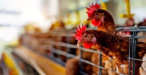 Emergencia sanitaria por gripe aviar persiste a pesar del cierre de focos en Paraguay