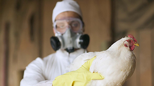 Senacsa mantiene alerta por gripe aviar hasta noviembre