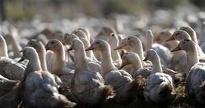 La Nación / Influenza aviar fue controlada, pero emergencia seguirá hasta noviembre