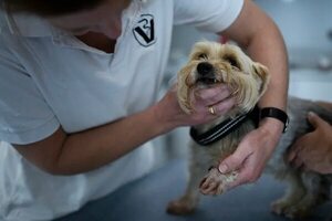 ¿Qué hago si mi perro o gato sufre una fractura? - Mascotas - ABC Color