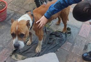 Fiscal imputó a hombre que acuchilló a un pitbull - Megacadena