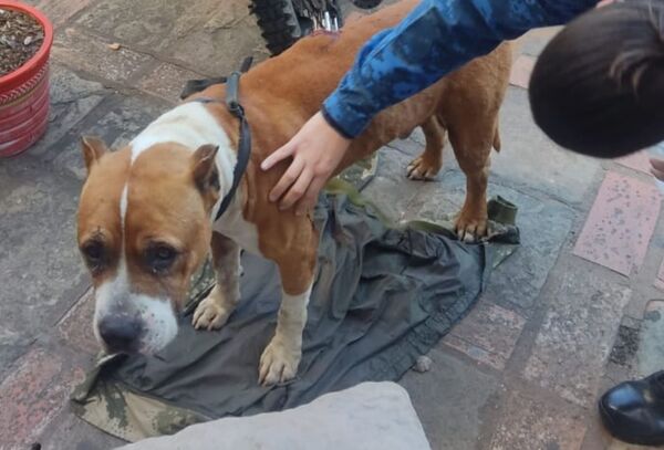 Fiscal imputó a hombre que acuchilló a un pitbull - Megacadena