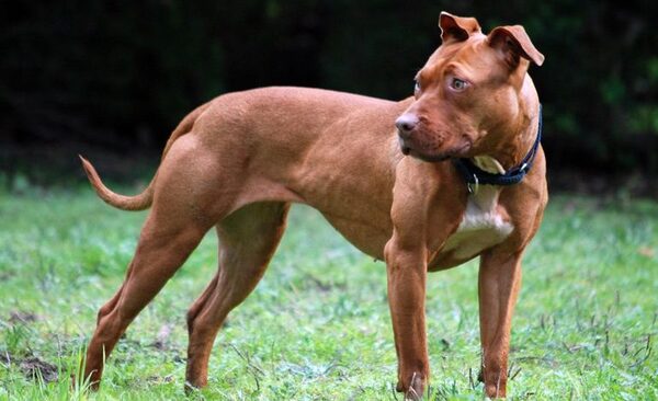 Diario HOY | Fiscalía imputa al hombre que habría acuchillado a un pitbull