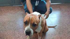 Rocco ya está en guarda temporal e imputaron al hombre que lo apuñaló