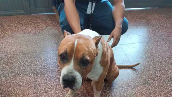 Rocco ya está en guarda temporal e imputaron al hombre que lo apuñaló