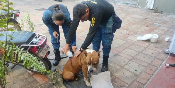 Hombre que habría acuchillo a un pitbull fue imputado
