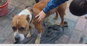 Imputado por acuchillar a un perro pitbull refugiado en una comisaría - trece