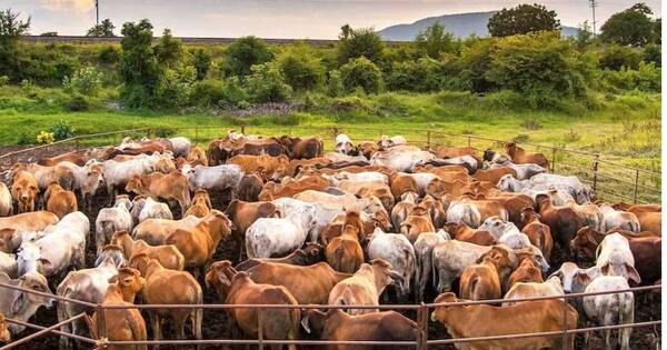 La Nación / Sector pecuario abordará integración ganadera, agrícola y forestal
