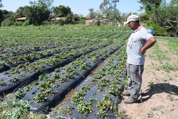 Escasez de frutilla en Areguá: última granizada fue letal para producción local - Economía - ABC Color