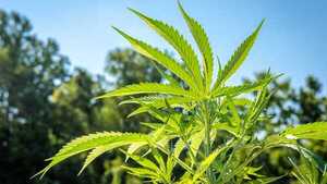 Diario HOY | Cannabis, la planta satanizada que genera trabajo e inversión con su variedad industrial