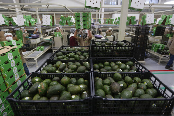 México registra superávit en balanza comercial agroalimentaria en primeros 7 meses de 2023 - MarketData