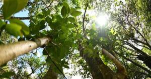 La Nación / Mayores aprobaciones de la AFD fueron orientadas a proyectos forestales