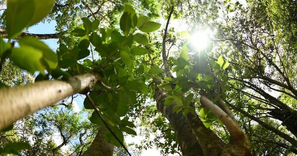 La Nación / Mayores aprobaciones de la AFD fueron orientadas a proyectos forestales