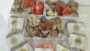 Hongos del Sur tiene una producción de hongos frescos en Itapúa (y ofrecen kits de cultivo para la casa)