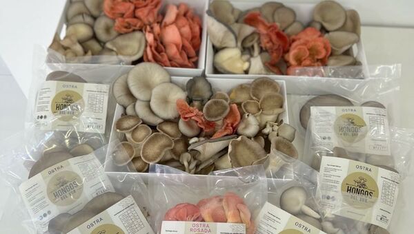 Hongos del Sur tiene una producción de hongos frescos en Itapúa (y ofrecen kits de cultivo para la casa)