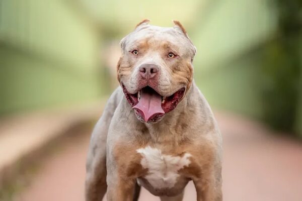 El Gobierno británico prohibirá la raza de perro American Bully XL - Mascotas - ABC Color