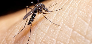 Aumentan los casos de dengue y chikungunya en Itapúa en lo que va del año