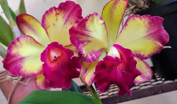 Los colores de Septiembre en la Expo Flora - Estilo de vida - ABC Color