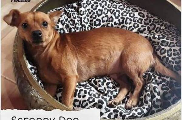 ¡Piden justicia para Scrappy! Salió a hacer sus necesidades y un hombre lo disparó