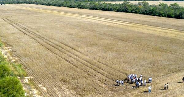 La Nación / Indert: menor tasa de interés alivianará deuda de G. 8 mil millones a favor de agricultores