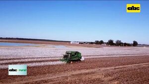 Video: maquinarias usadas importadas podría traer semillas de malezas   - ABC Rural - ABC Color