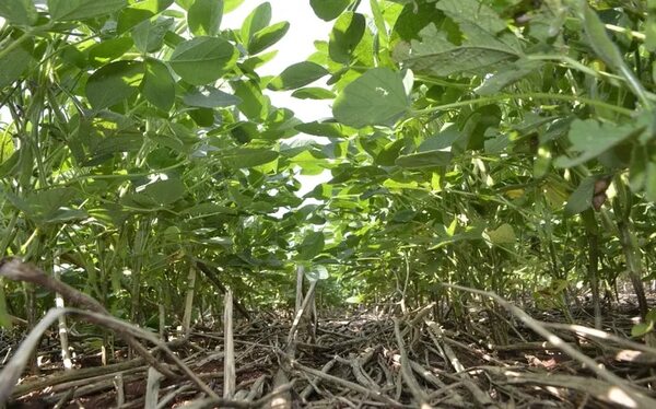 Ley de créditos de carbono: piden analizar impacto económico y social - Economía - ABC Color