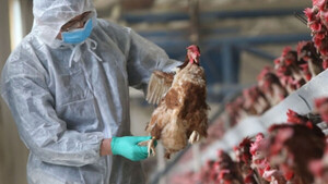 La influenza aviar ya está controlada, pero continuarán los controles en Paraguay