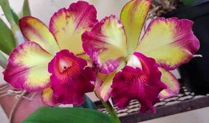 Todo el esplendor de la primavera se disfruta desde hoy, en Expo Flora - Economía - ABC Color